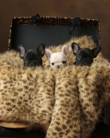 Picture of three very young French Bulldog puppies