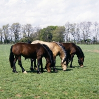 Picture of three welsh cobs (section d), fillies & colts grazing together