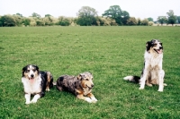 Picture of three welsh collies in a field