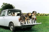Picture of three welsh collies standing in the back of a pick up truck
