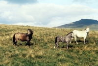 Picture of three welsh mountain ponies on the brecon beacons