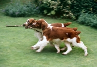 Picture of three welsh springer spaniels carrying a stick