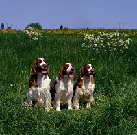 Picture of three welsh springer spaniels sitting in long grass