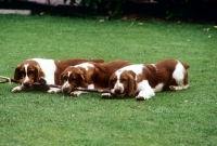 Picture of three welsh springer spaniels all holding a stick