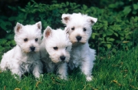 Picture of three west highland white terrier puppies
