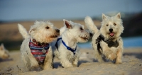 Picture of three West Highland White Terriers
