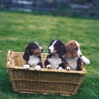 Picture of three westphalian dachsbracke puppies