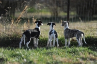 Picture of three Whippets at a fence