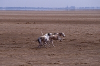 Picture of three whippets galloping along a beach