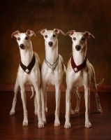 Picture of three Whippets in studio