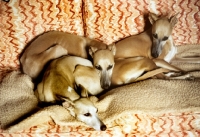Picture of three whippets lounging on a sofa