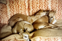 Picture of three whippets on a sofa, one spreading gossip