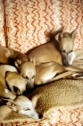 Picture of three whippets resting on a sofa