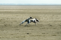 Picture of three whippets running on beach