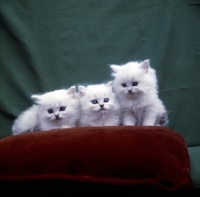 Picture of three white Chinchilla kittens