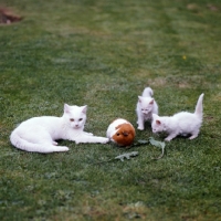 Picture of three white kittens, one orange eyed, 2 blue eyed, and a guinea pig