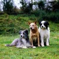 Picture of three working dogs, two cross bred sheepdogs and one australian cattle dog