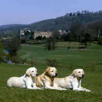 Picture of three yellow labradors at chatsworth, candlemas daisy