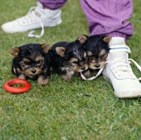 Picture of three yorkie puppies with shoelace