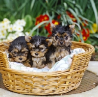 Picture of three yorkie pups in bed
