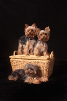 Picture of three Yorkshire terriers