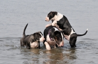 Picture of three young Bull Terrier dogs playing in water