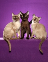 Picture of three young Burmese cats