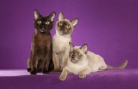 Picture of three young Burmese cats