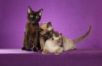 Picture of three young Burmese cats