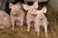 Picture of three young Camborough piglets