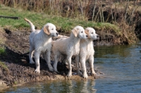 Picture of three young Golden Retrievers near river