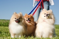 Picture of three young Pomeranians