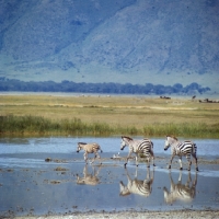 Picture of three zebras walking through water