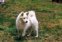 Picture of thunderpass camrose, american eskimo dog