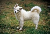 Picture of thunderpass camrose, american eskimo dog