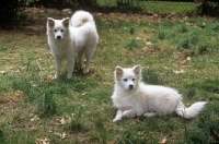Picture of thunderpass camrose, and  willow run sierra, 5 months, american eskimo dogs