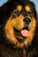 Picture of Tibetan Mastiff, close up