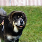 Picture of tibetan mastiff head study