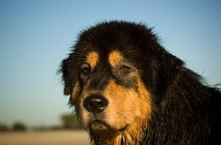 Picture of Tibetan Mastiff head study