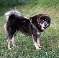 Picture of tibetan mastiff on grass