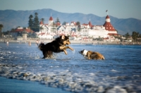 Picture of Tibetan Mastiff playing with other dog in sea