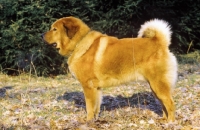 Picture of Tibetan Mastiff, posed