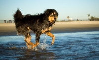 Picture of Tibetan Mastiff running on beach