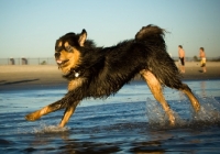 Picture of Tibetan Mastiff running on beach