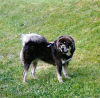 Picture of tibetan mastiff, side view 