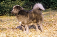 Picture of Tibetan Mastiff, side view