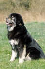 Picture of tibetan mastiff sitting down