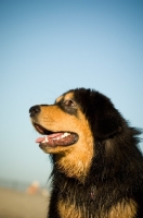 Picture of Tibetan Mastiff