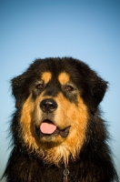 Picture of Tibetan Mastiff