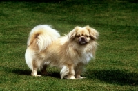 Picture of tibetan spaniel from braeduke, standing on grass